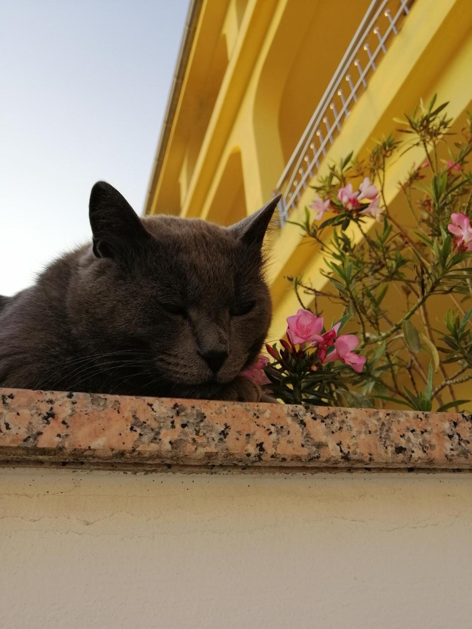 Apartments With A Parking Space Dramalj, Crikvenica - 5592 المظهر الخارجي الصورة